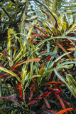 Tropical flora wallpaper. Botanical garden. Green color