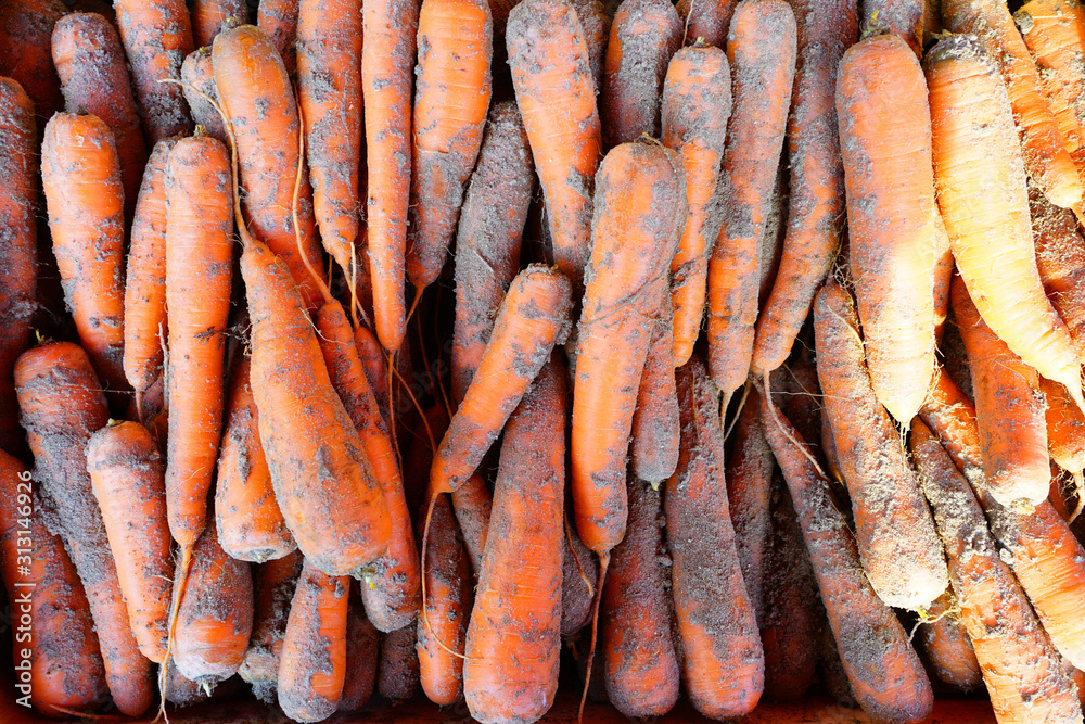 Fresh organic sand carrots with soil for sale at a farmers market Fresh organic sand carrots with soil for sale at a farmers market