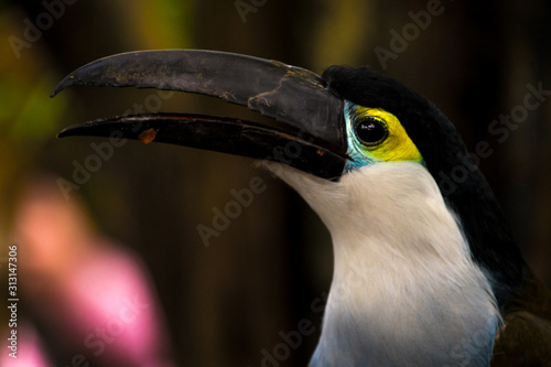 Close up of a cute Blue chest toucan