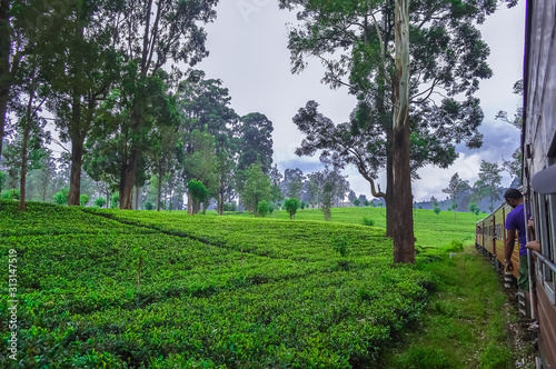 Ceylon tea in the mountains hills near bandarawela Sri Lanka. Green landscape wallpaper