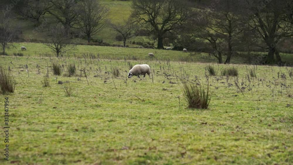 Sheep in a field in the English Countryside in Lancashire Sheep in a field in the English Countryside in Lancashire