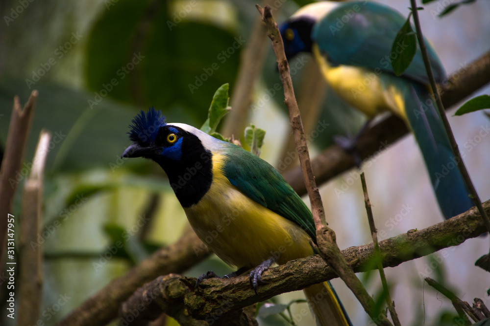 Couple of green jay (Cyanocorax yncas) Couple of green jay (Cyanocorax yncas)