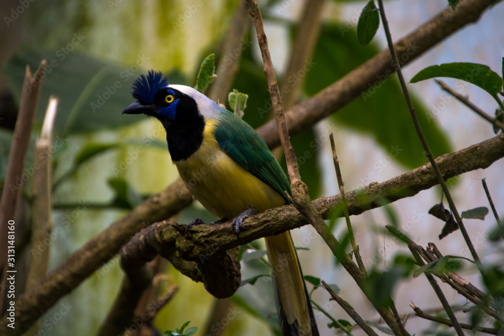 Obraz premium Close up of a green jay (Cyanocorax yncas), blue bird with yellow eyes