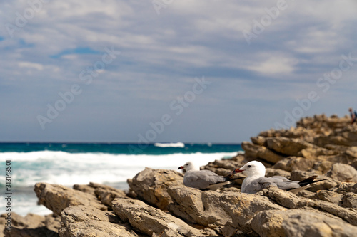 Seagull sitting on rocks at coast