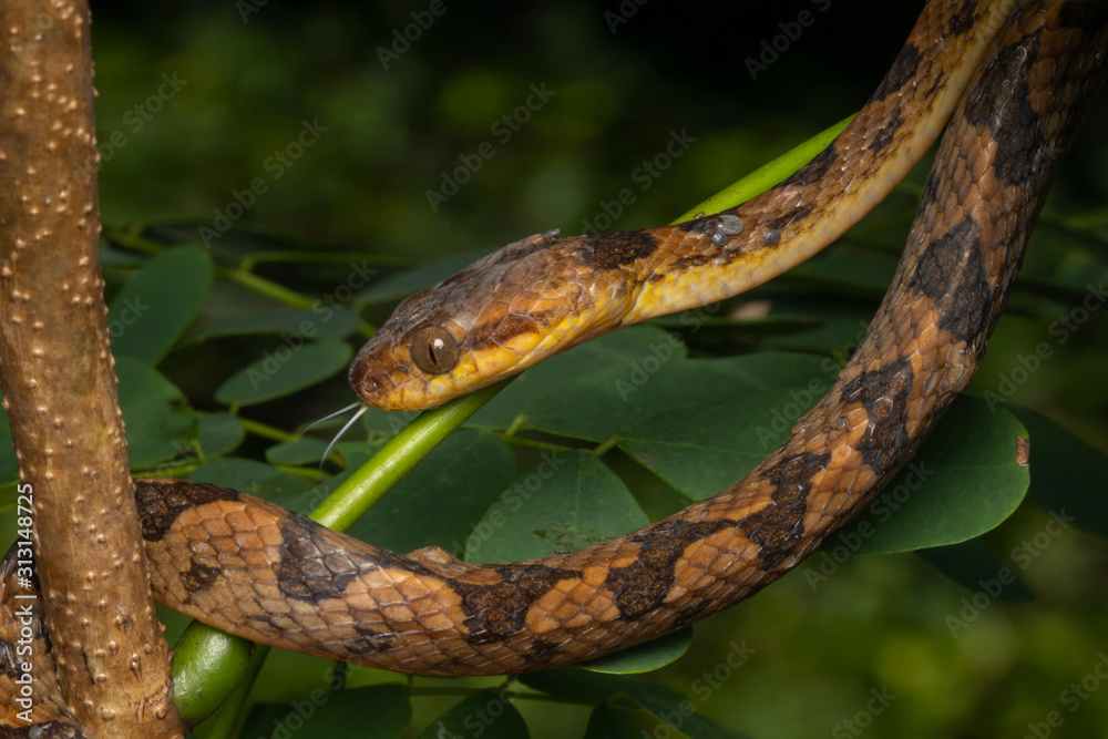 Northern Cat-eyed Snake (Leptodeira septentrionalis) with parasites (ticks) Northern Cat-eyed Snake (Leptodeira septentrionalis) with parasites (ticks)