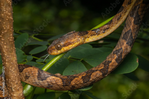 Northern Cat-eyed Snake (Leptodeira septentrionalis) with parasites (ticks) photo