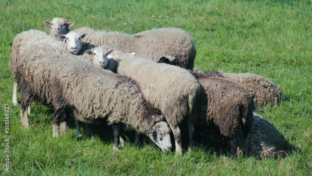 Group of frightened gray sheep suddenly turn their heads at once, pay attention, and stop chewing the green grass. A herd of animals in the pasture. The concept of laughter and humor Group of frightened gray sheep suddenly turn their heads at once, pay attention, and stop chewing the green grass. A herd of animals in the pasture. The concept of laughter and humor