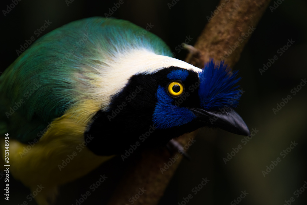 Close up of a green jay (Cyanocorax yncas), blue bird with yellow eyes