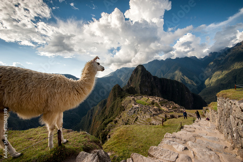 Alpaca in Machu Picchiu archaelogical site, Peru © forcdan