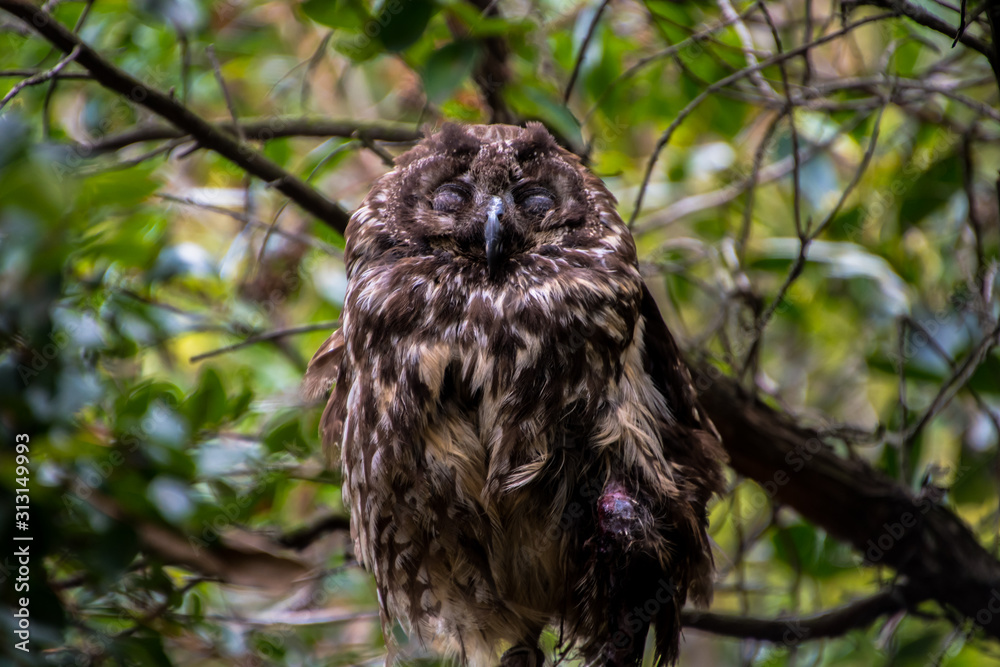 Close up of a cute owl sleeping Close up of a cute owl sleeping