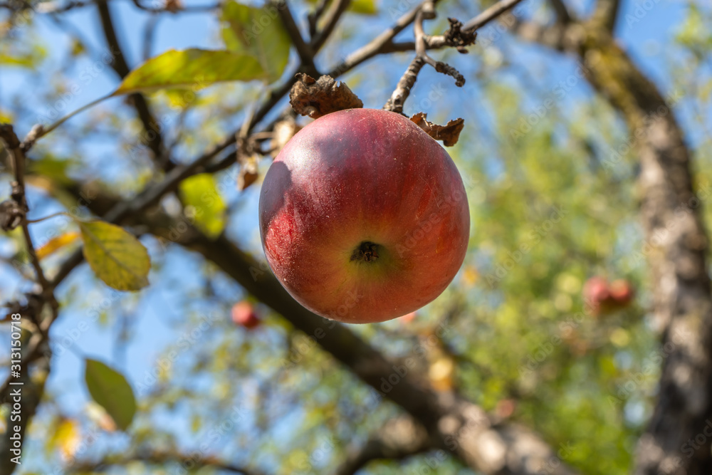 An apple on a tree in the garden An apple on a tree in the garden