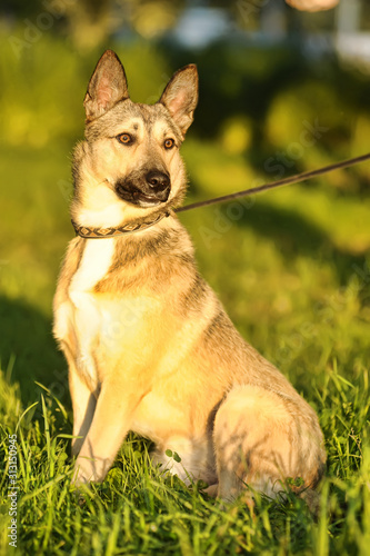 beautiful gray dog on green grass, a husky cross photo