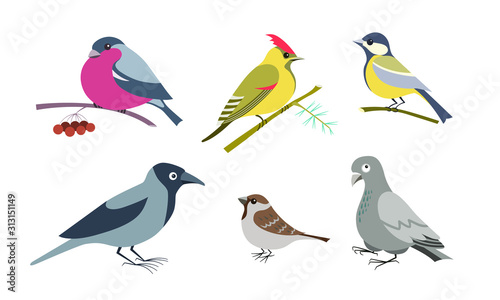 Set of six urban wintering birds in cartoon style on an isolated white background - crow, dove, sparrow, titmouse, waxwing and bullfinch.