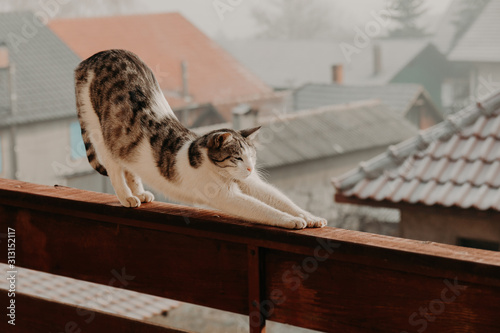 Big domestic cat gracefully stretching on high fence, standing on balcony with some roofs visible in blurred background. Foggy day.