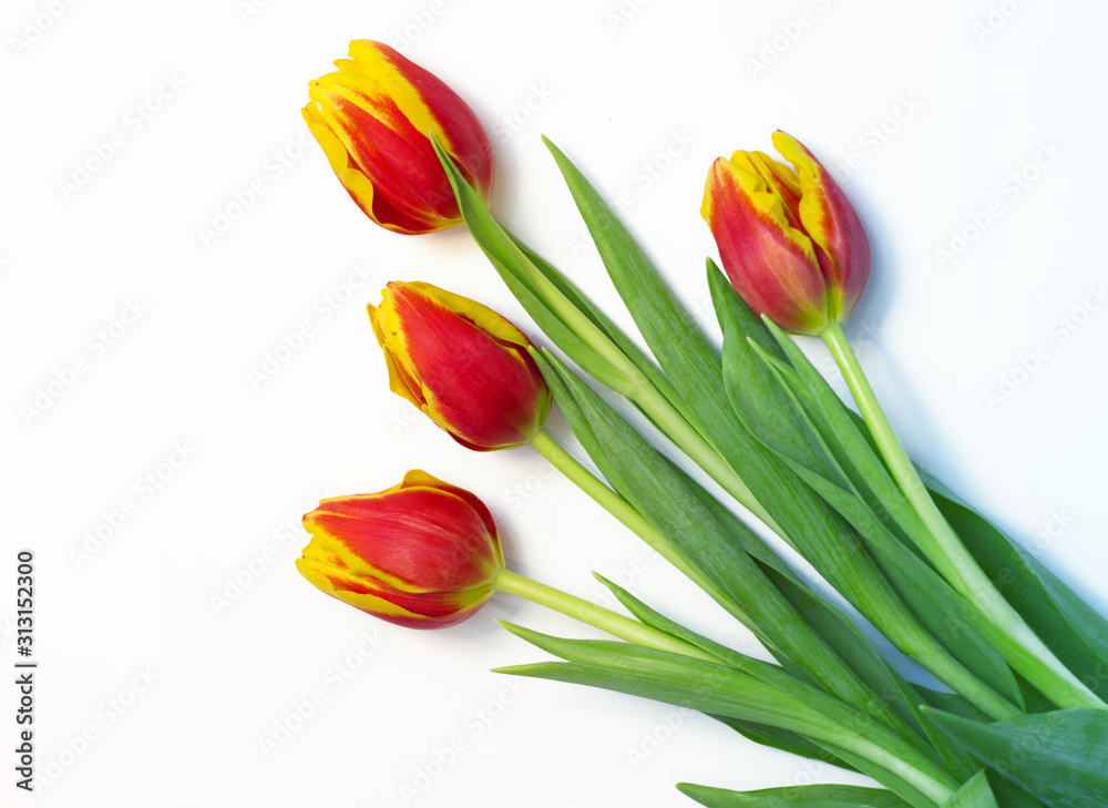 Bouquet, red tulirs on white background, isolated
