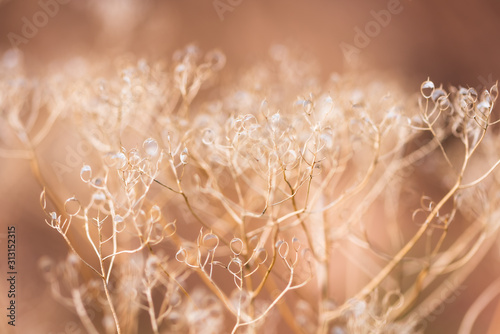 Abstract background consisting of branches of dry meadow flowers. Blurry back...