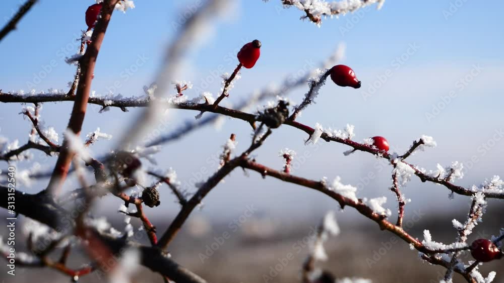 Dog Rose Shrub Covered with Rime Ice (Rosa Canina) Dog Rose Shrub Covered with Rime Ice (Rosa Canina)