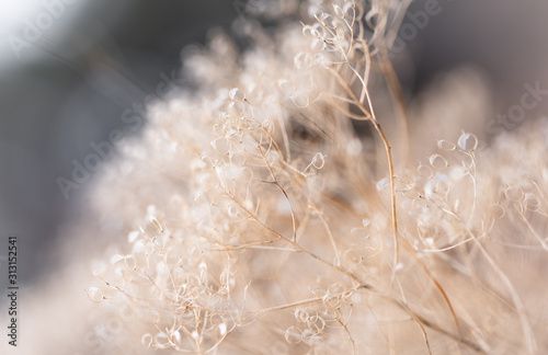 Abstract background consisting of branches of dry meadow flowers. Blurry back...