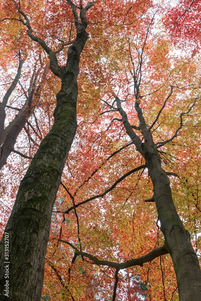 Large beech trees with a viewpoint from below, up along the trunk, to the vast foliage in autumn shades with a skeleton of branches.