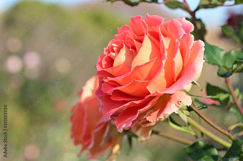 Look! Flowers are blooming. They are beautiful! Look! Flowers are blooming. They are beautiful!