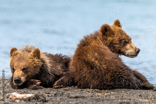 Rządząc krajobrazem, niedźwiedzie brunatne Kamczatki (Ursus arctos beringianus)