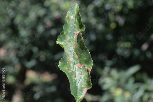 Top of apple leaf contaminated with Glomerella photo