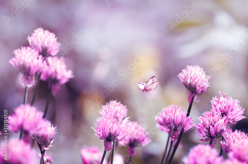 bright fresh lilac flowers, butterfly flies over flowers, delicate spring background