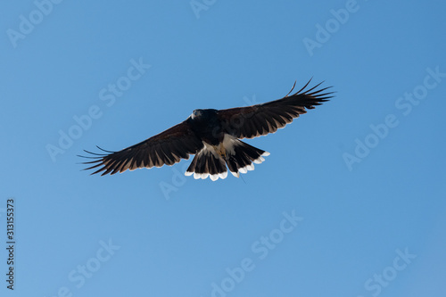 Flying Hawks against a blue sky
