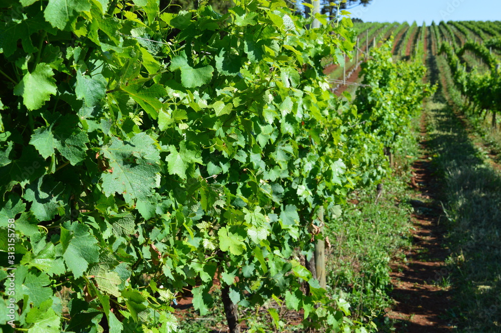 Grape vineyard cv. Chardonnay in southern Brazil