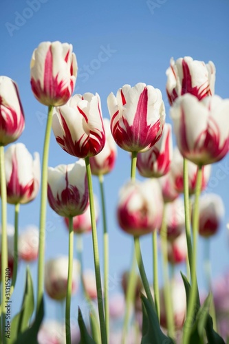 tulipany-w-pionowym-kadrze