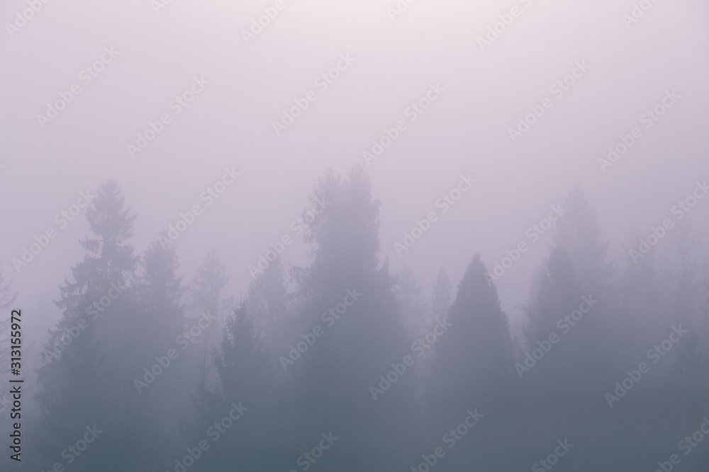 Fog over spruce forest trees at early morning. Mountain hill forest at autumn foggy sunrise. Fog over spruce forest trees at early morning. Mountain hill forest at autumn foggy sunrise.