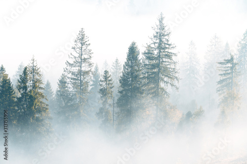 Fog over spruce forest trees at early morning. Spruce trees silhouettes on mountain hill forest at autumn foggy scenery. © stone36