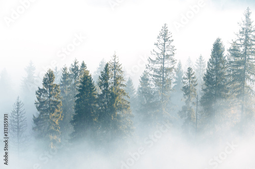Fog over spruce forest trees at early morning. Spruce trees silhouettes on mountain hill forest at autumn foggy scenery. © stone36