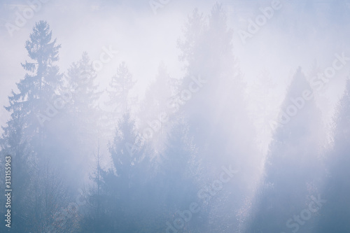Fog over spruce forest trees at early morning. Sunlight through spruce trees silhouettes at mountain hill forest at autumn foggy scenery. © stone36