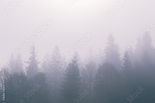 Fog over spruce forest trees at early morning. Mountain hill forest at autumn foggy sunrise.