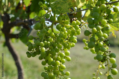 Close up of chardonnay grape bunches in early development