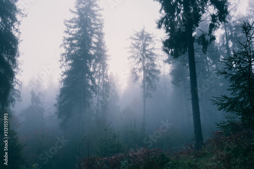 Morning in a foggy autumn spruce forest.