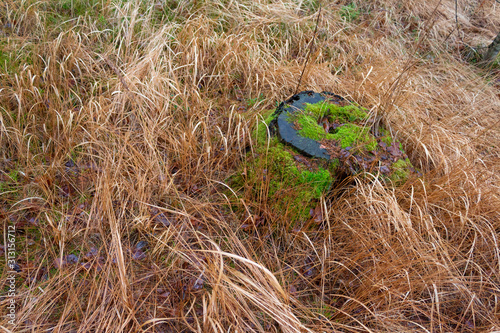 Mossy old stump in the dry autumn yellow grass.