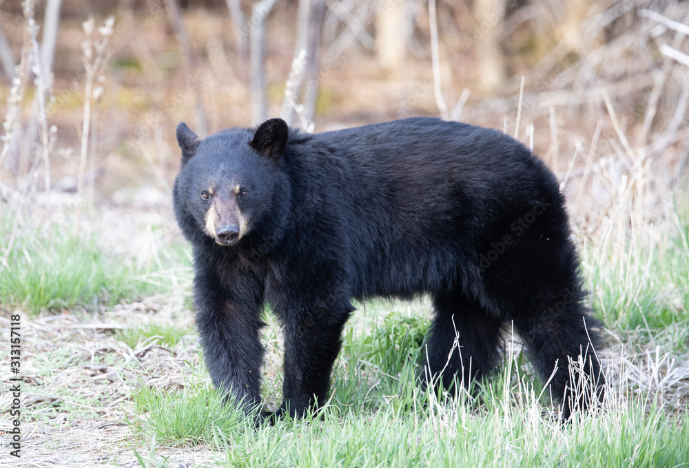 Black bear in the Cape Breton Highlands National Park.