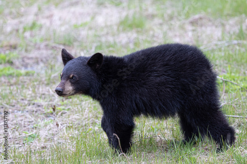 Print op canvas Black bear cub in the Cape Breton Highlands National Park..
