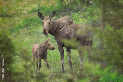 Schilderij op canvas Mother and calf moose in the Cape Breton Highlands National Park.