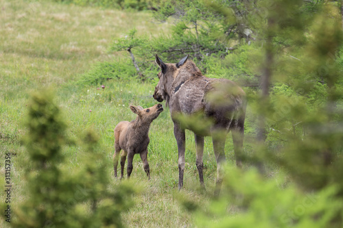 Mother and calf moose in the Cape Breton Highlands National Park.