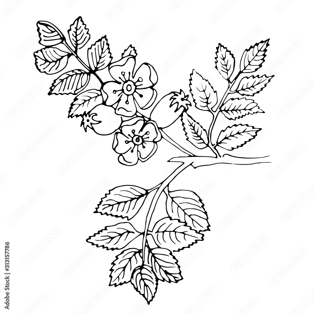 Hand-drawn rosehip branch with berries, ink. Retro style for printing. Botanical illustration. Vector.