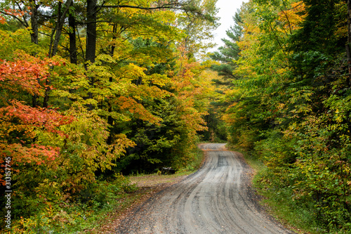 road in the forest with autumn colour © Terry