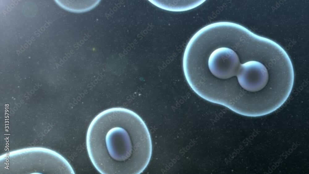 Cell Division Background