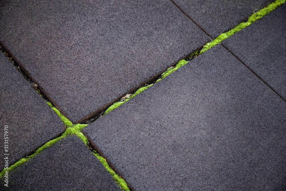 Fototapeta premium Moss on ground