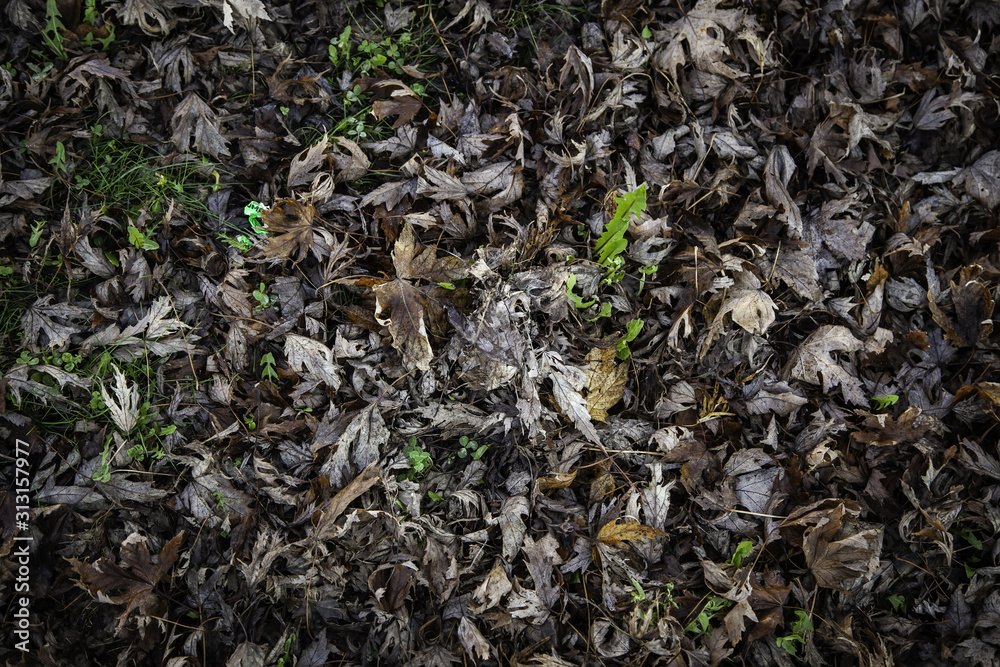 Autumn leaves Autumn leaves