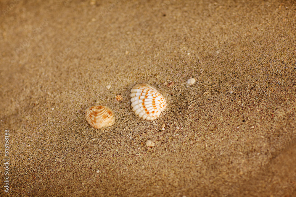Beautiful seashells scattered on the sandy beach Beautiful seashells scattered on the sandy beach