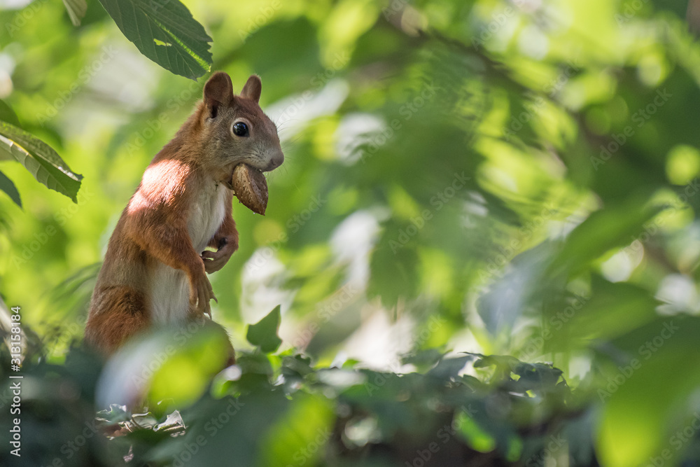 bushy-tailed squirrel with a nut in the undergrowth 1 bushy-tailed squirrel with a nut in the undergrowth 1