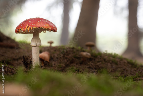 big fly agaric close up in a forest 3 photo